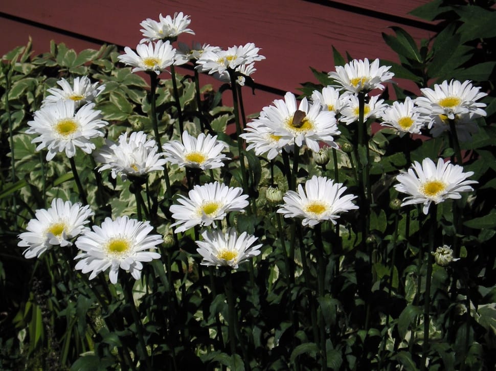 daisy flowers preview