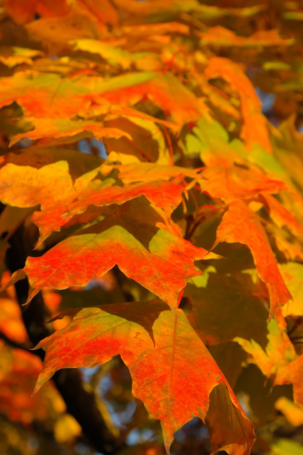 Fall Color, Canopy, Leaves, Autumn, leaf, autumn preview