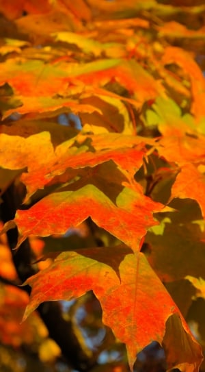 Fall Color, Canopy, Leaves, Autumn, leaf, autumn thumbnail