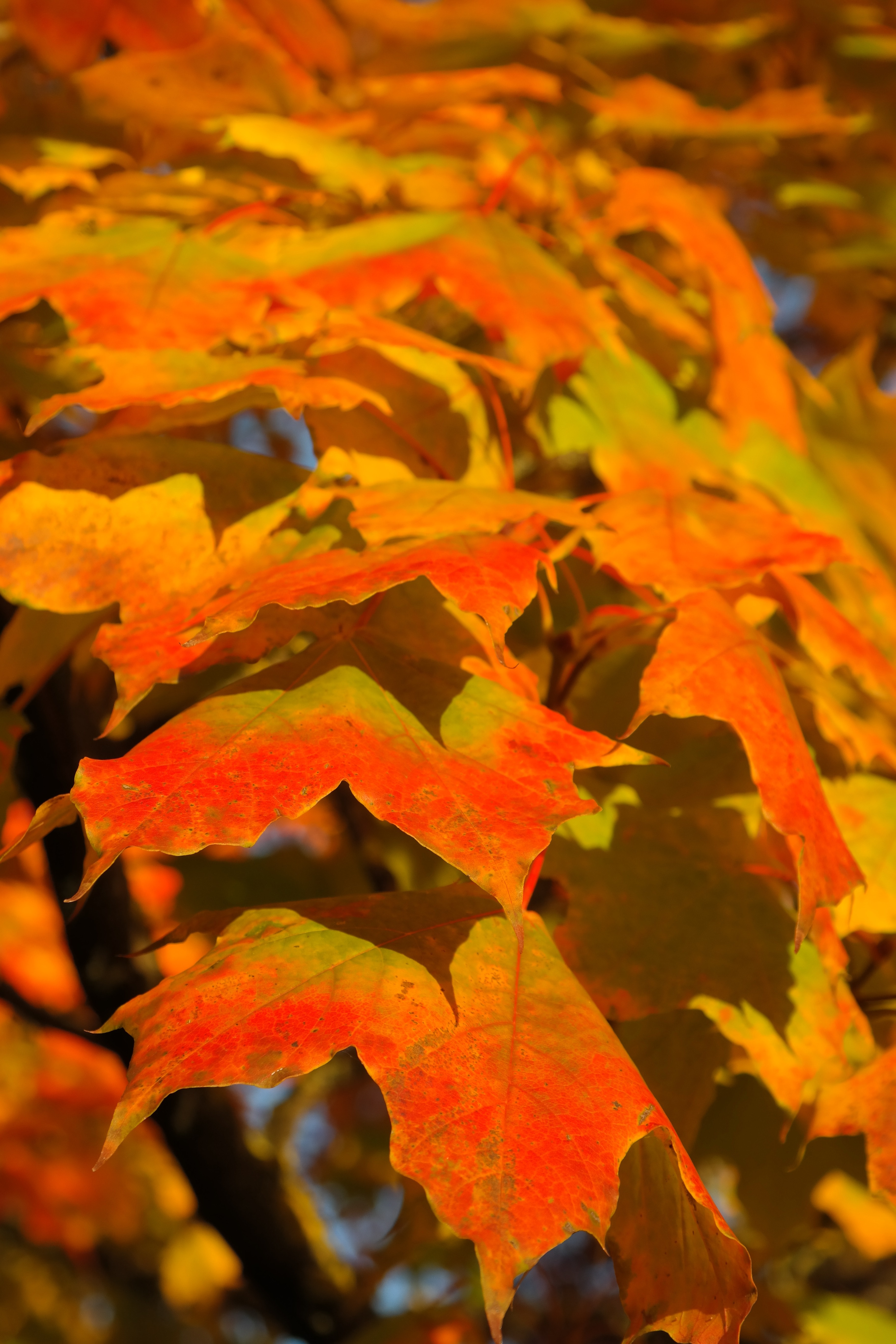 Fall Color, Canopy, Leaves, Autumn, leaf, autumn