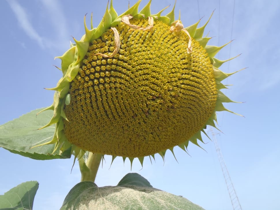 view angle photo of sunflower under blue sky preview