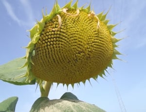 view angle photo of sunflower under blue sky thumbnail
