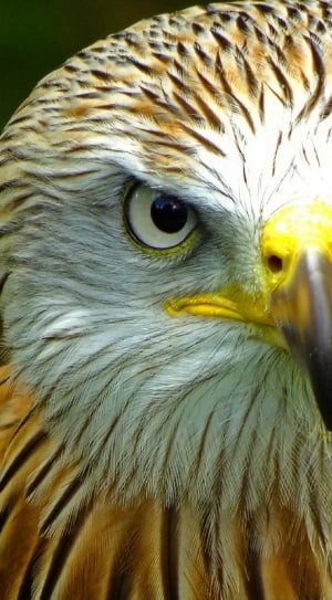 brown and white eagle thumbnail