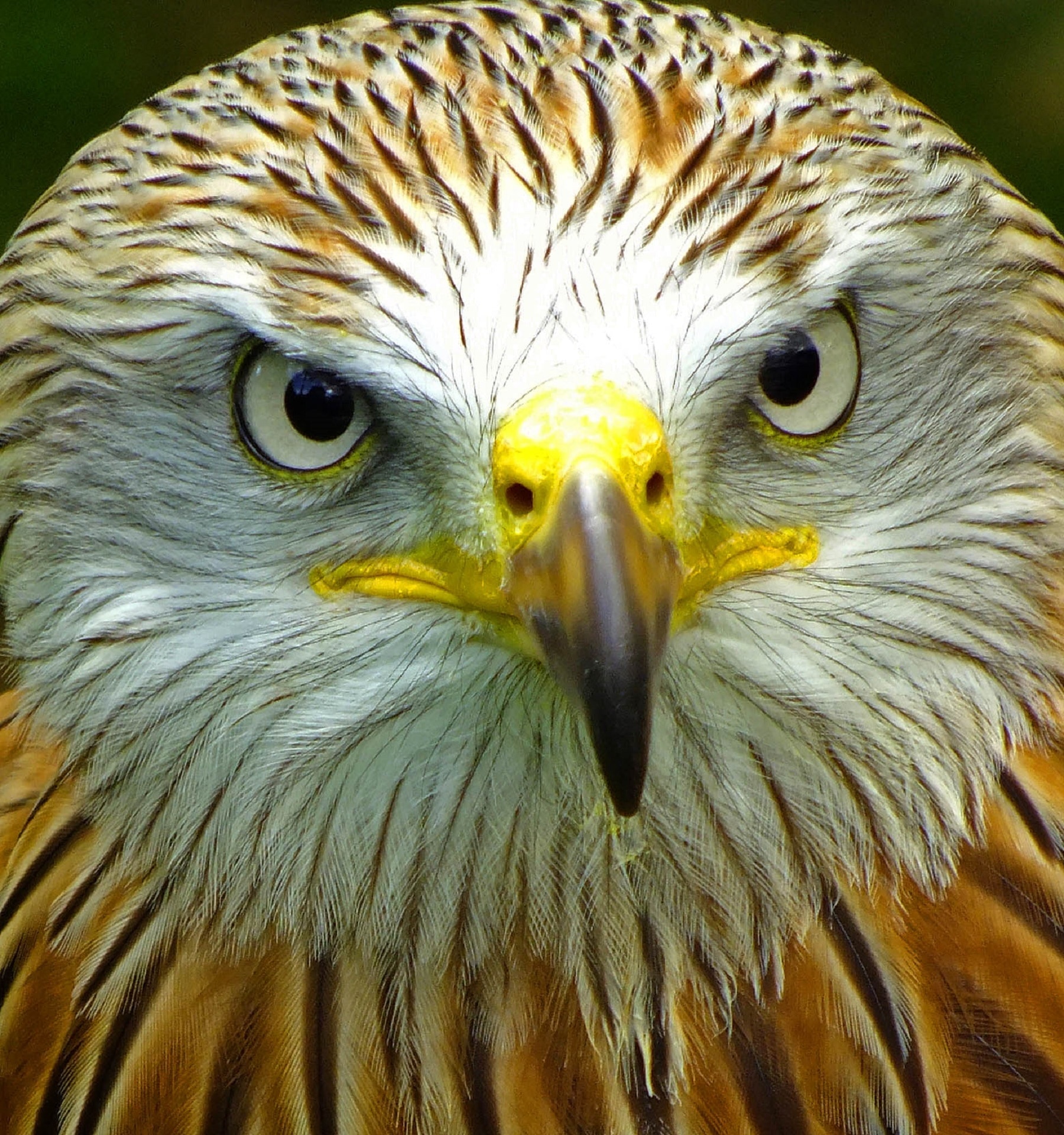 brown and white eagle