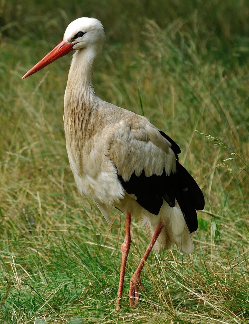 Stork, Animal, Bird, African, Wildlife, bird, one animal preview