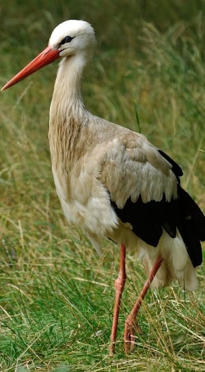 Stork, Animal, Bird, African, Wildlife, bird, one animal thumbnail