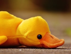 Children, Toys, Soft Toy, Funny, Duck, one animal, yellow thumbnail