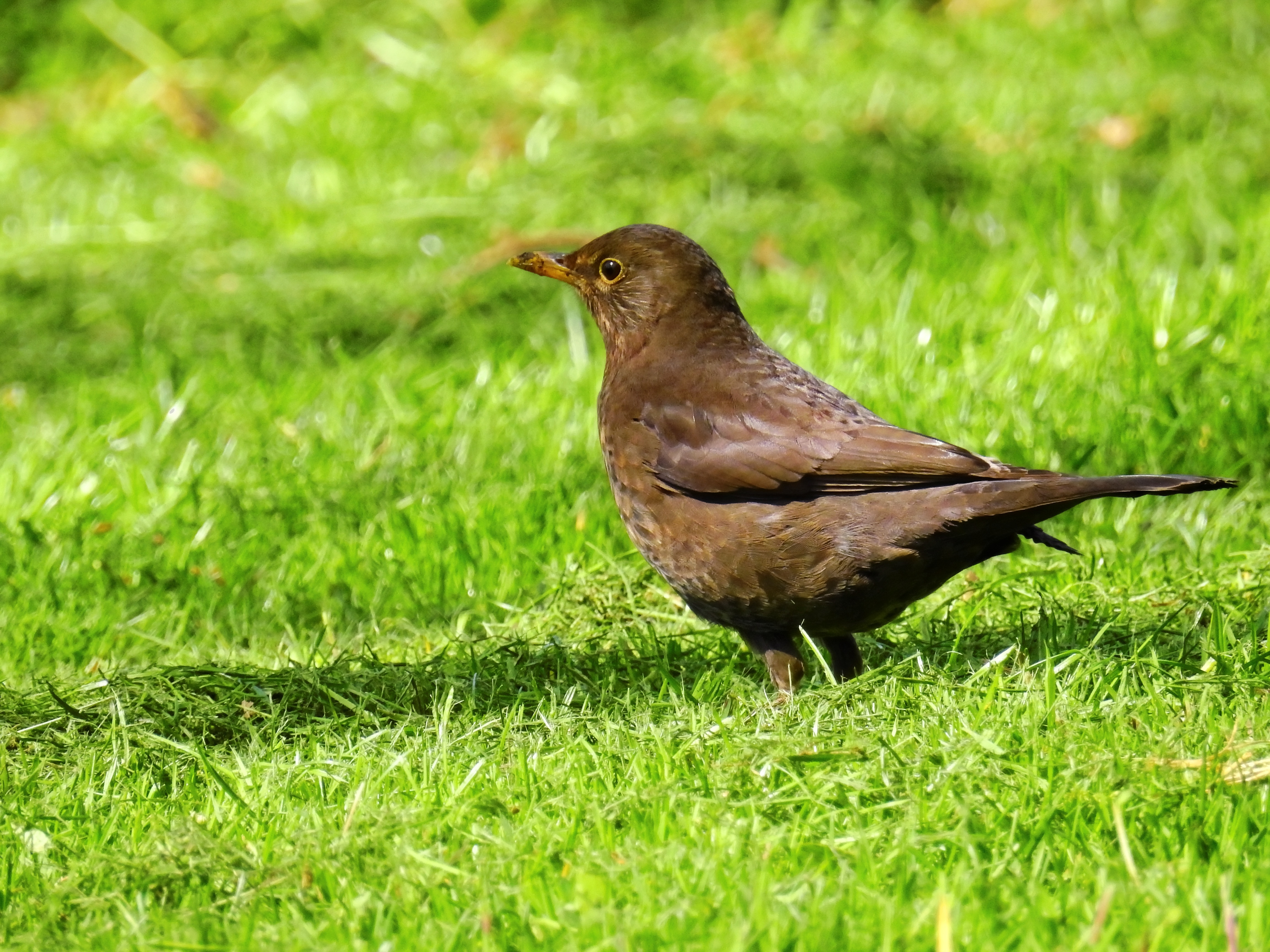 gray and brown long beaked medium-sized bird free image | Peakpx