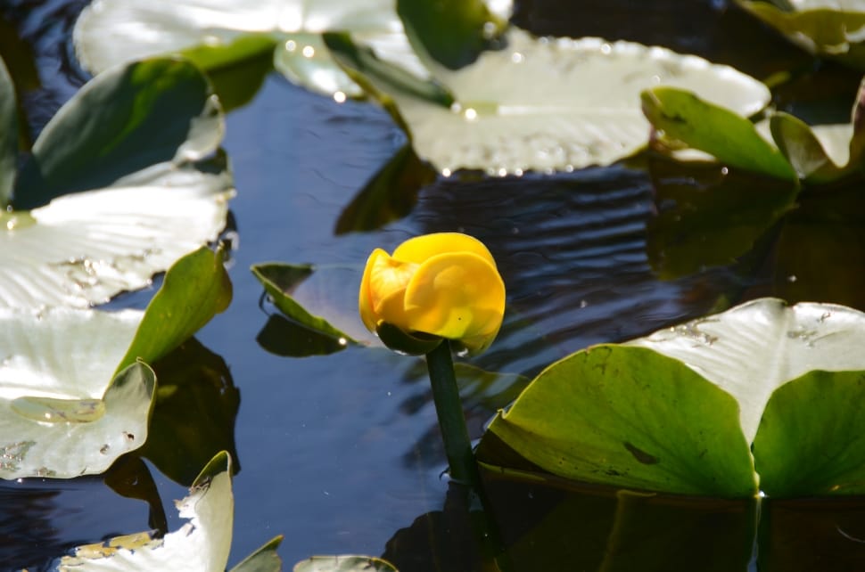 focus photography of yellow plant on water preview
