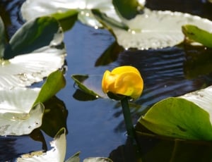 focus photography of yellow plant on water thumbnail