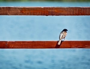 brown bird on red wooden fence thumbnail