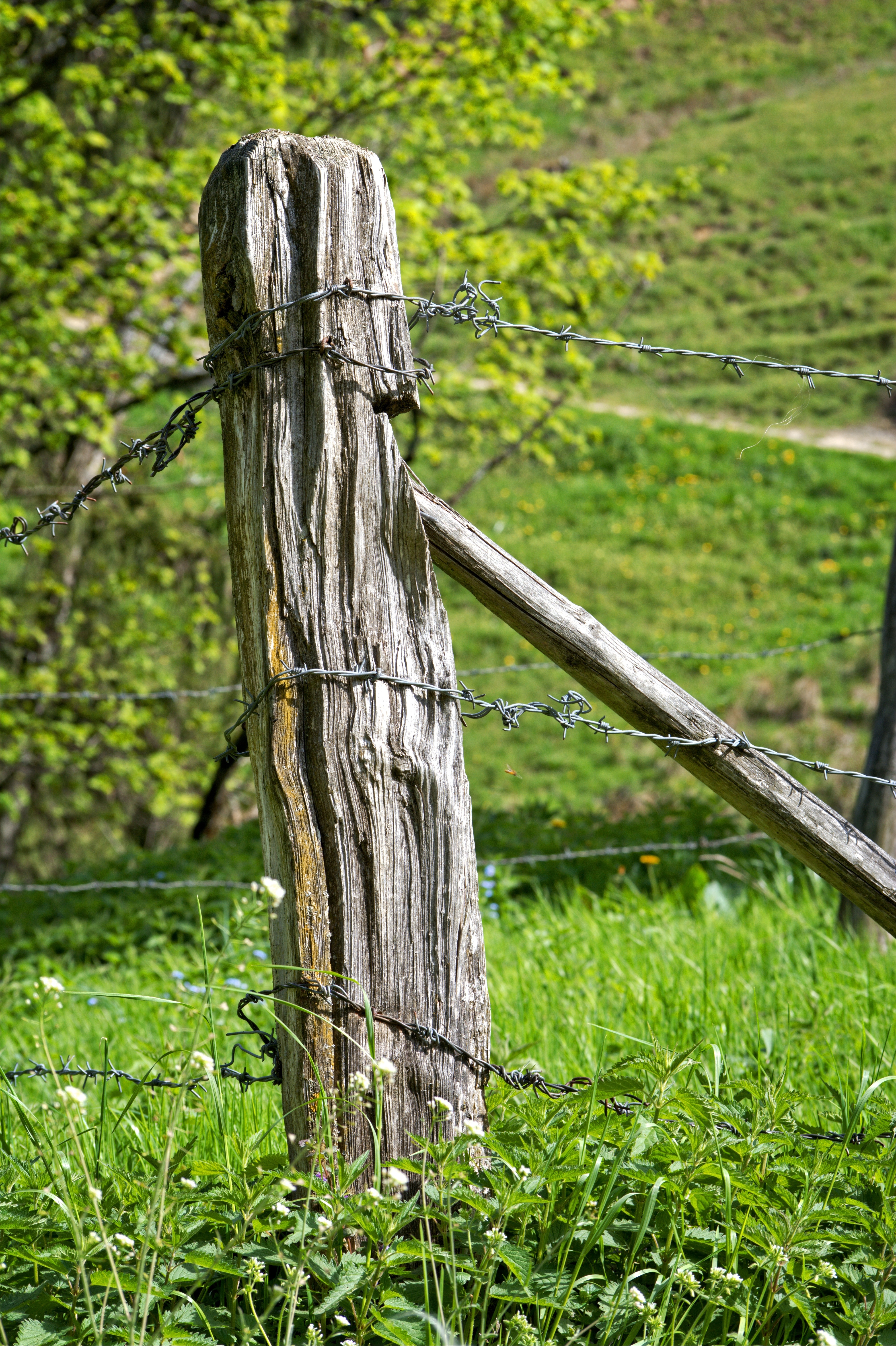 brown wooden pole and barbwire
