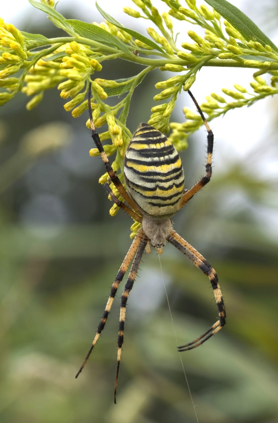 Zebraspinne, Spider, Tiger Spider, one animal, animal themes preview