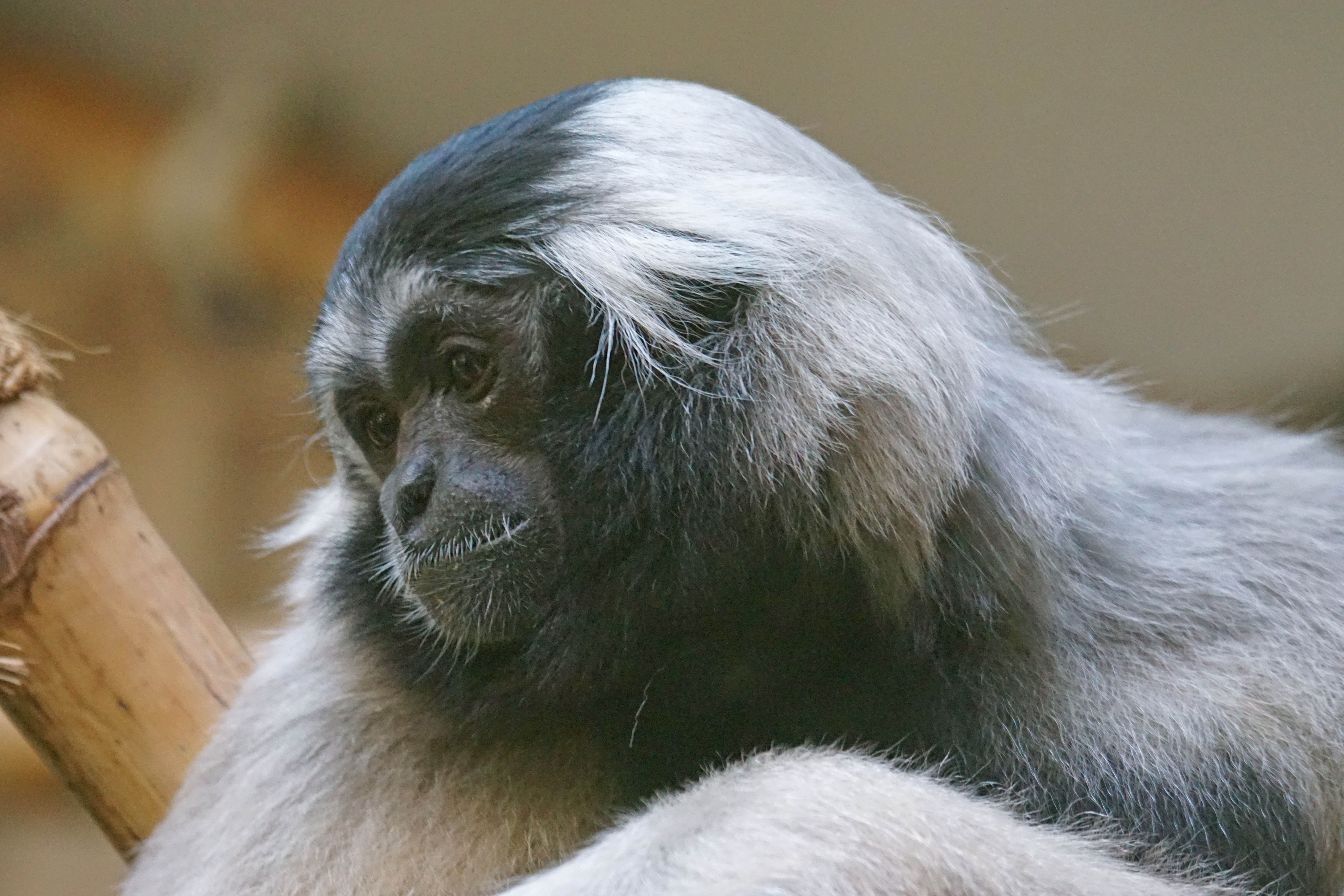 Boredom, Gibbon, Monkey, one animal, animal hair