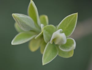 Nature, Spring, Plant, Green, Close, Bud, plant, green color thumbnail
