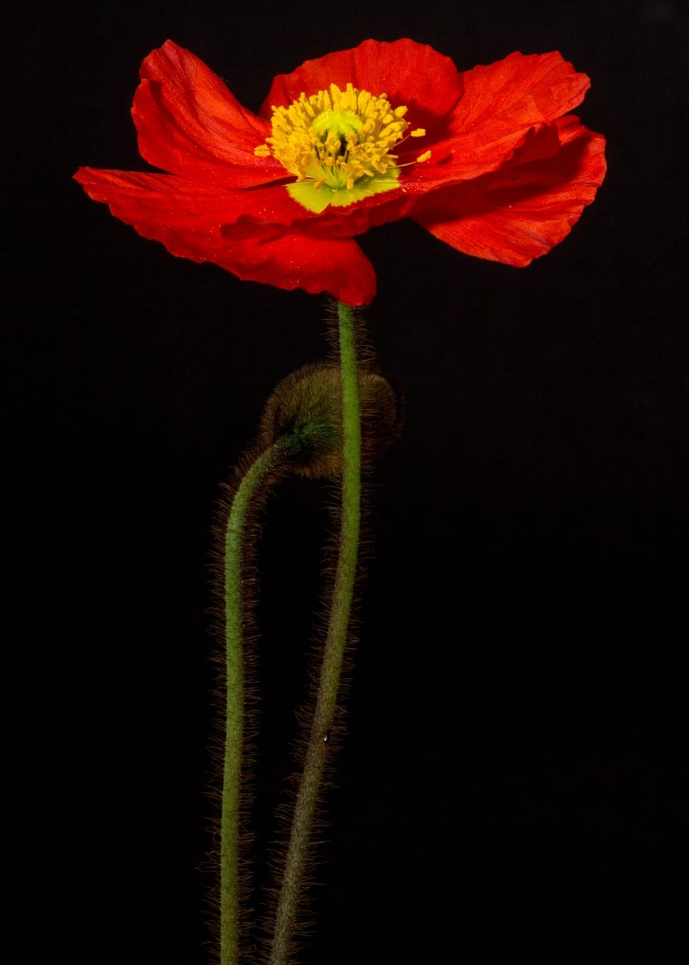 red and yellow poppy flower preview
