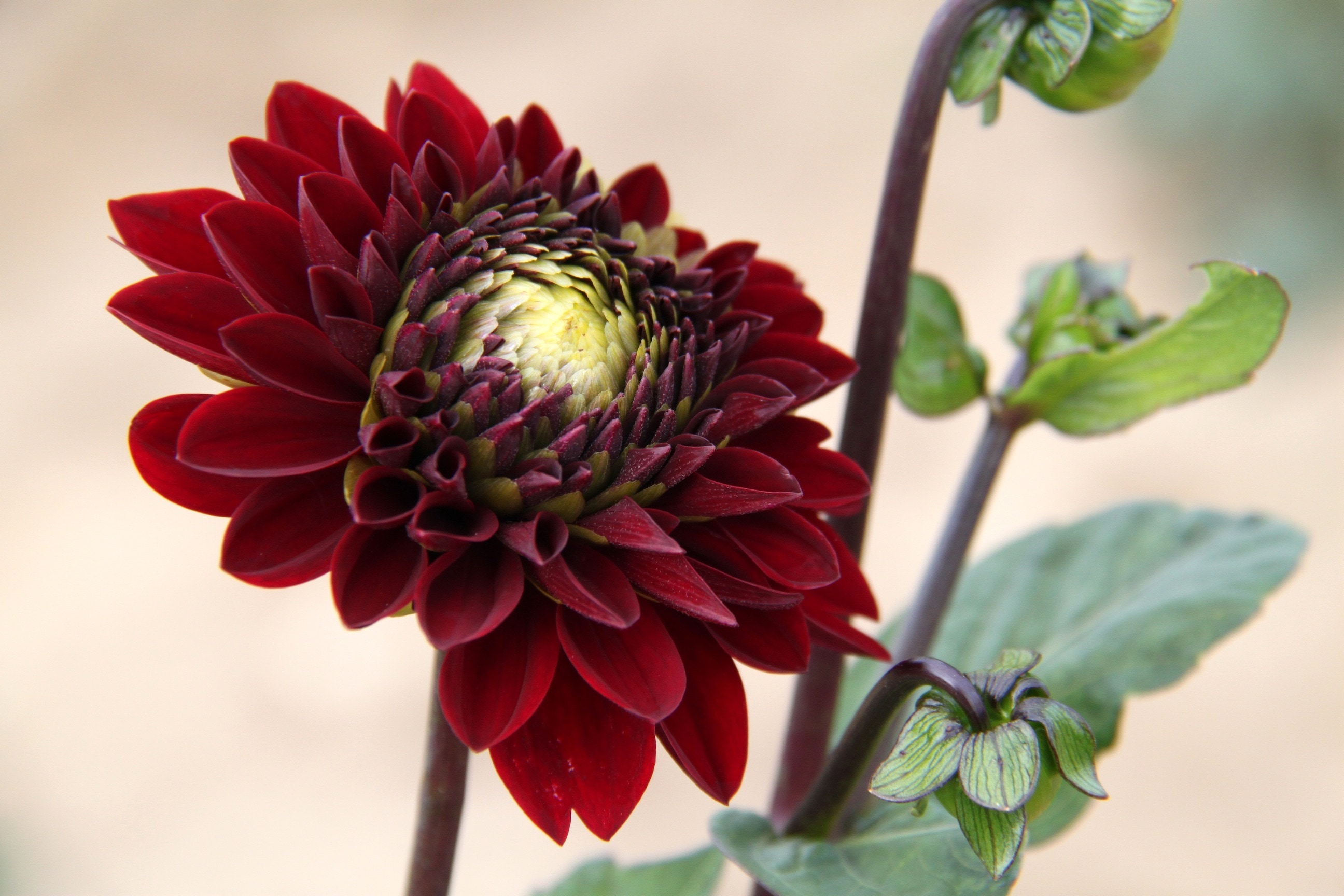 1920x1080 wallpaper | red chrysanthemum | Peakpx