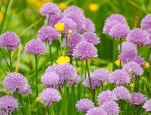purple chrysanthemum thumbnail