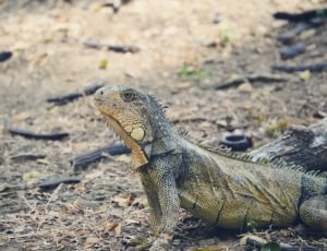 grey and brown lizard beside brown tree trunk during daytime thumbnail