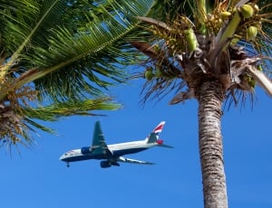 Airplane, Air, Concept, Flight, Aircraft, palm tree, airplane thumbnail