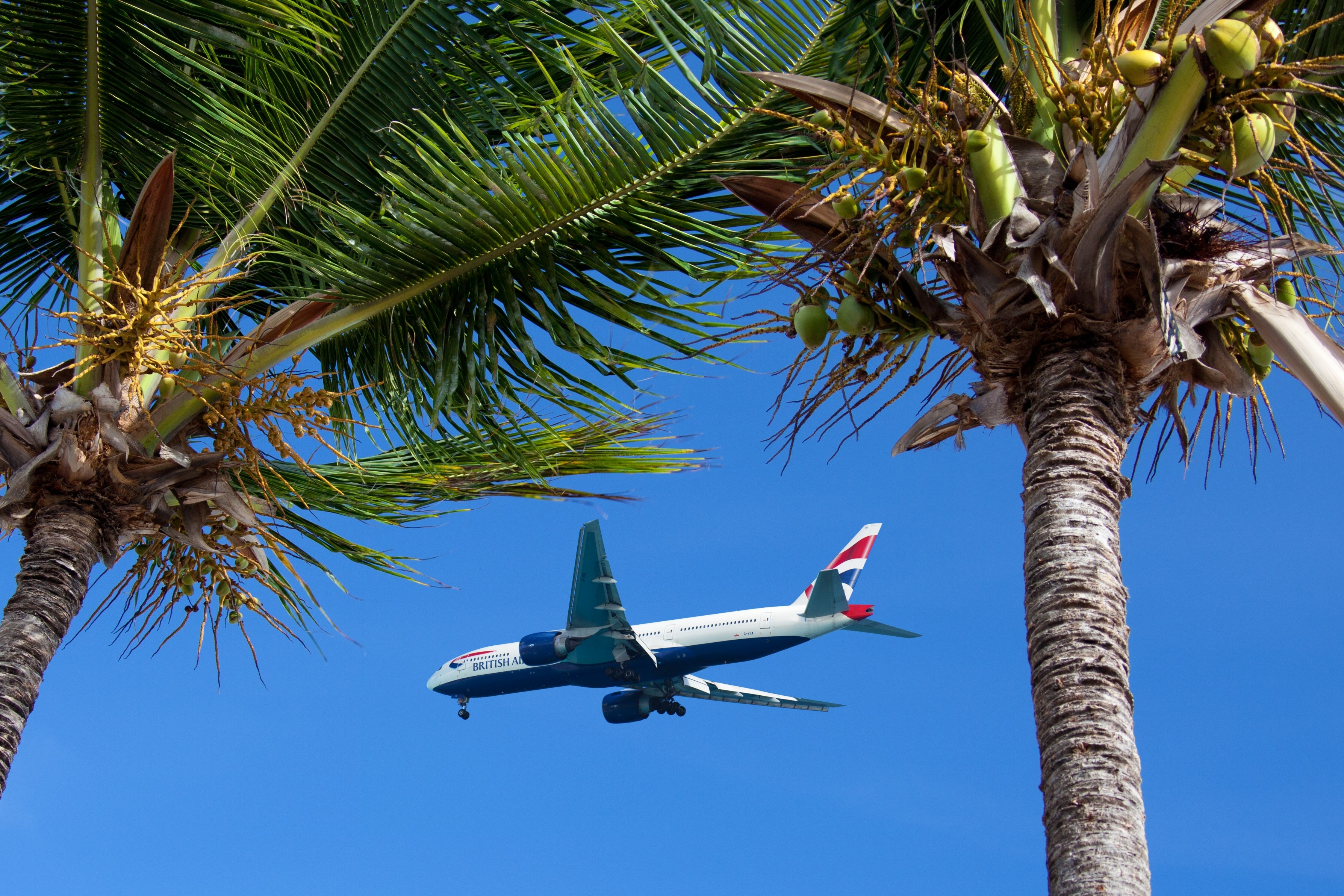 Airplane, Air, Concept, Flight, Aircraft, palm tree, airplane