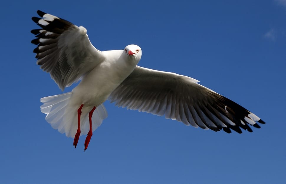 The Silver Gull preview