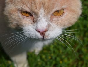 orange tabby cat thumbnail
