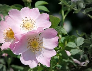 pink wild rose flower thumbnail