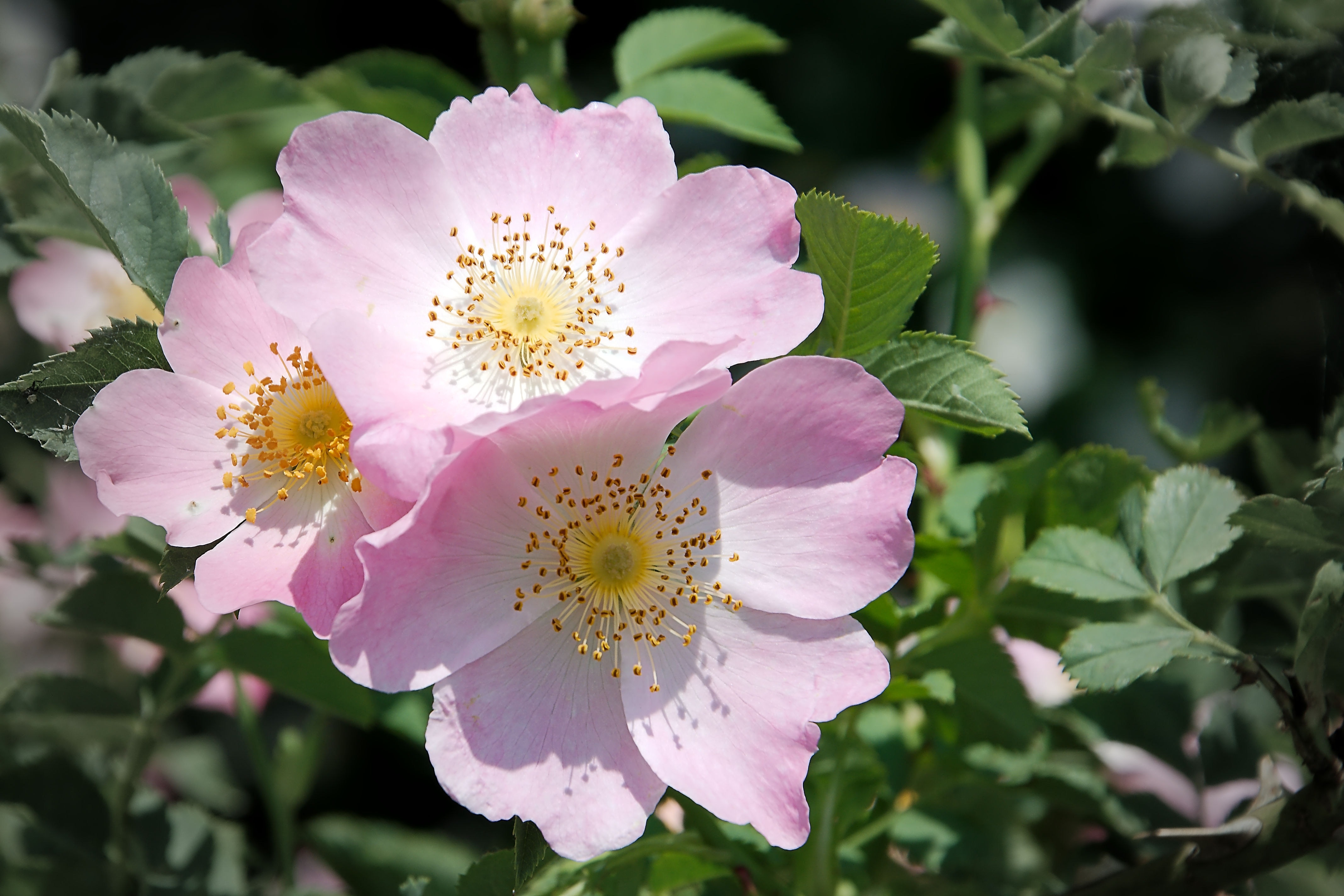 pink wild rose flower