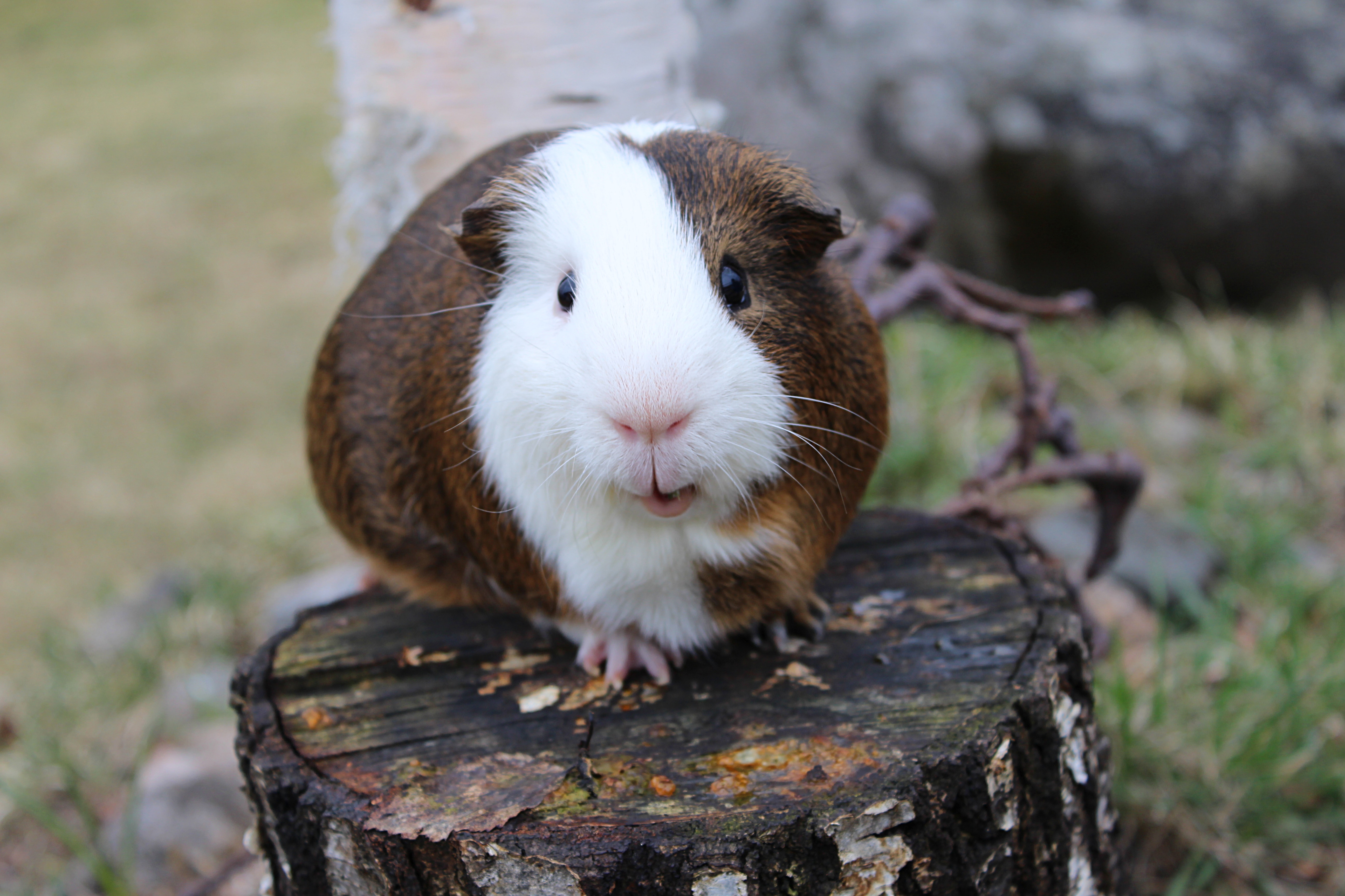 Guinea pig standing on the stump