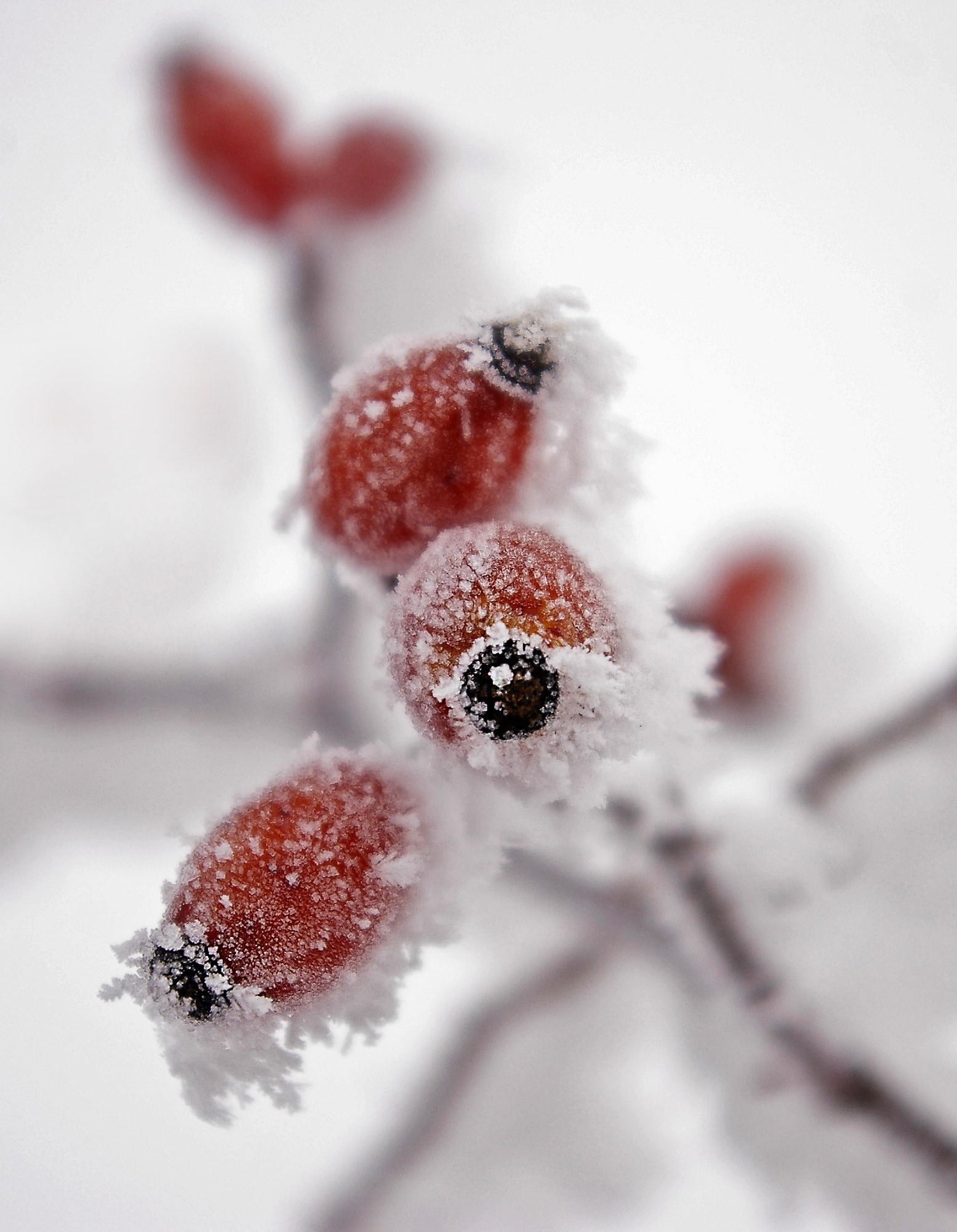Winter, Fruit, Frost, Wild Rose, Frosty, snow, cold temperature