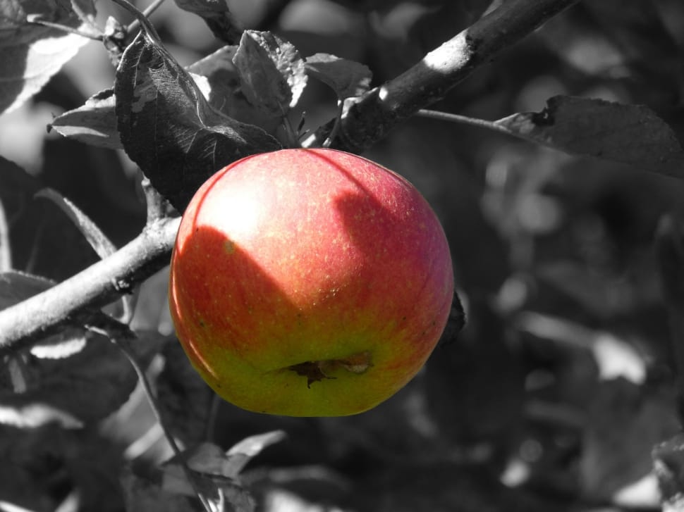 ripe apple preview