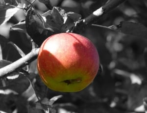 ripe apple thumbnail
