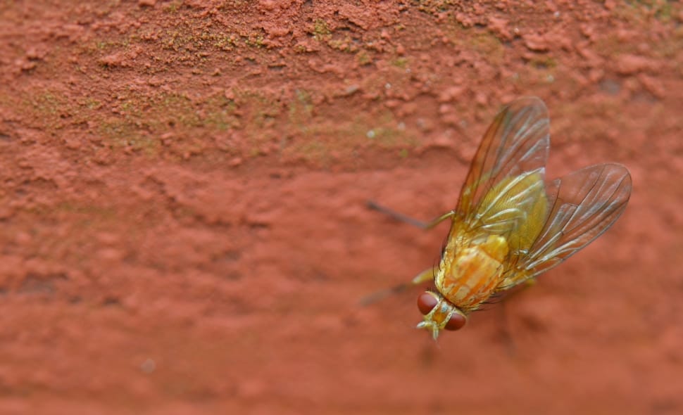 yellow winged insect during daytime preview