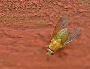 yellow winged insect during daytime thumbnail