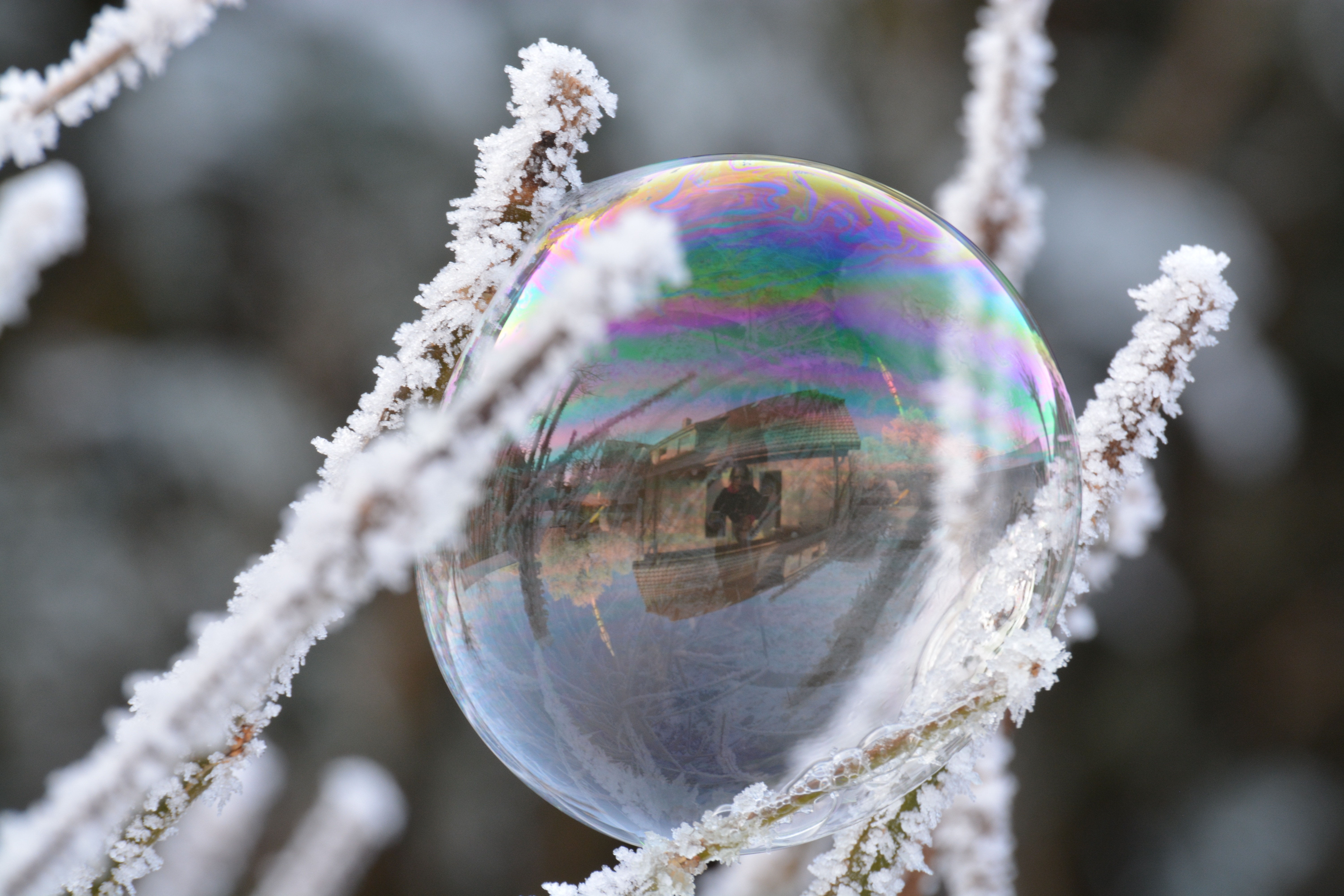 Winter, Snow, Frost, White, Soap Bubble, bubble, close-up
