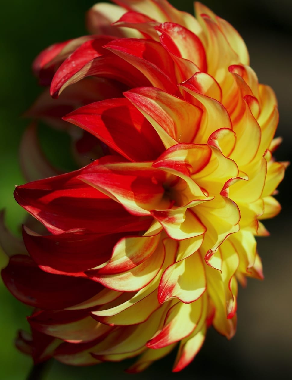 yellow and red dahlia \ preview