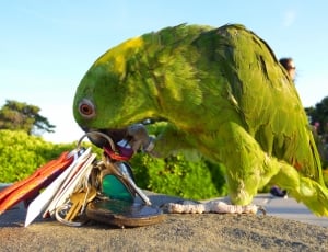 green parrot thumbnail