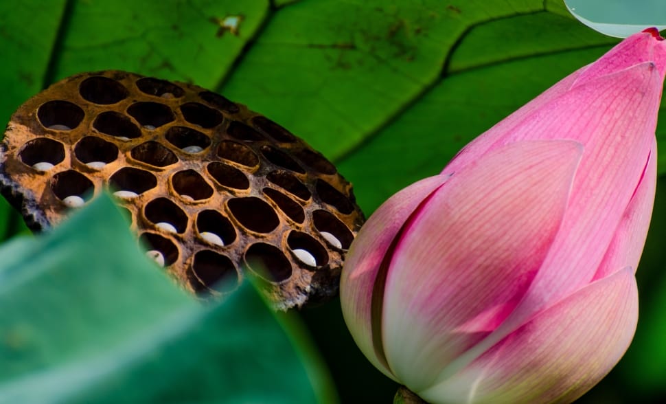 Vegetation, Lotus, Plant, Flower, flower, close-up preview