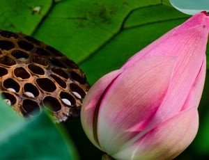 Vegetation, Lotus, Plant, Flower, flower, close-up thumbnail