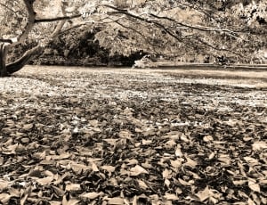 Leaves, Autumn, Forest, Flora, Tree, nature, no people thumbnail