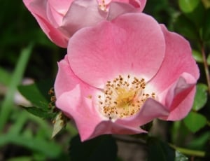 Rose, Floral, Plant, Natural, Flower, flower, pink color thumbnail
