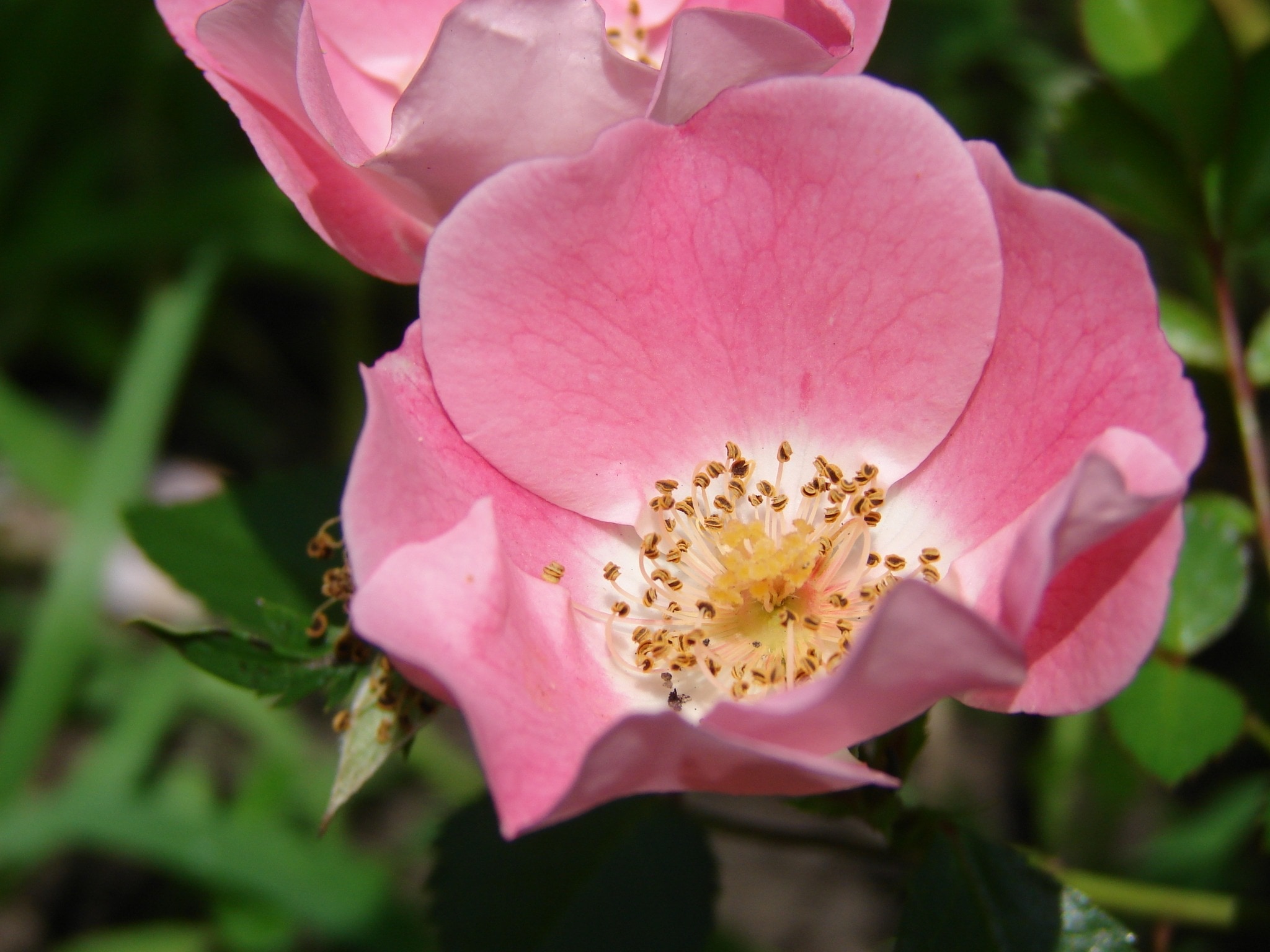Rose, Floral, Plant, Natural, Flower, flower, pink color