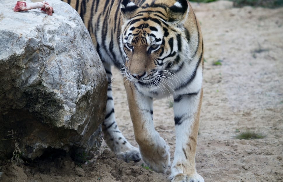 orange black and white tiger preview