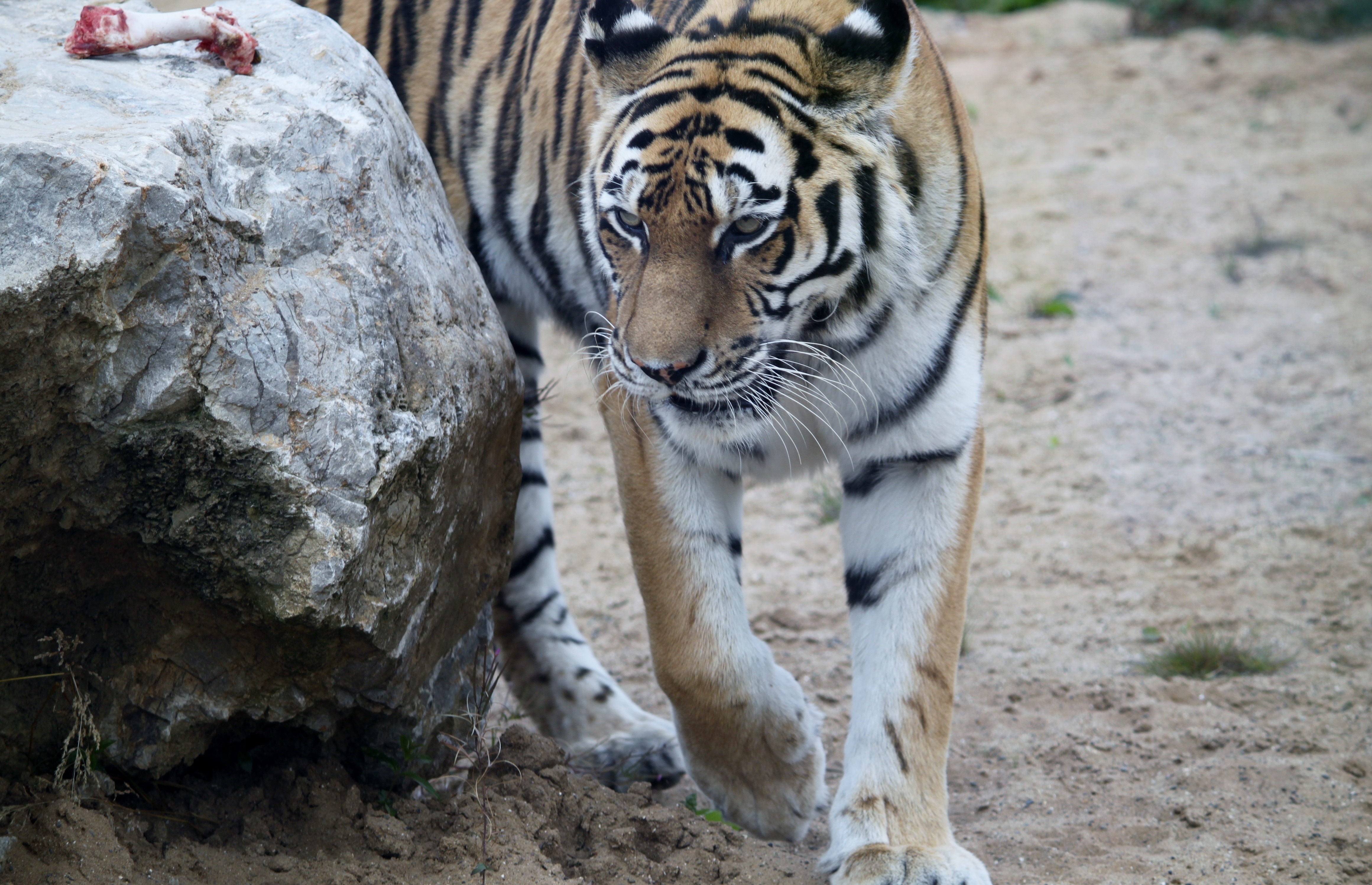 orange black and white tiger