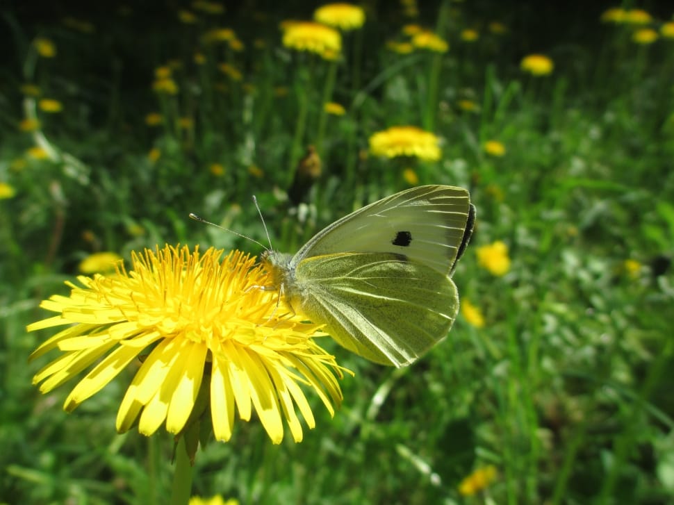 cabbage white butterfly preview