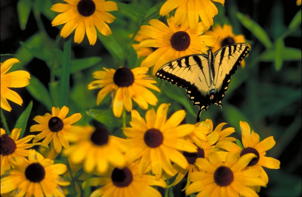 yellow and black butterfly preview