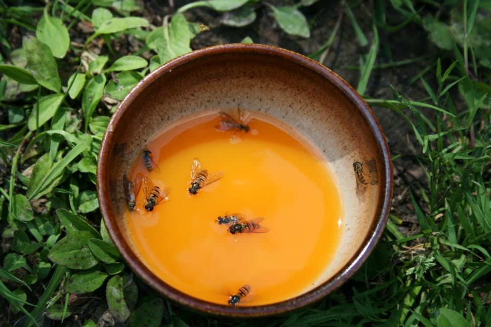 bees in bowl of honey preview