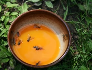 bees in bowl of honey thumbnail
