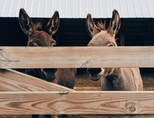 2 brown donkeys thumbnail